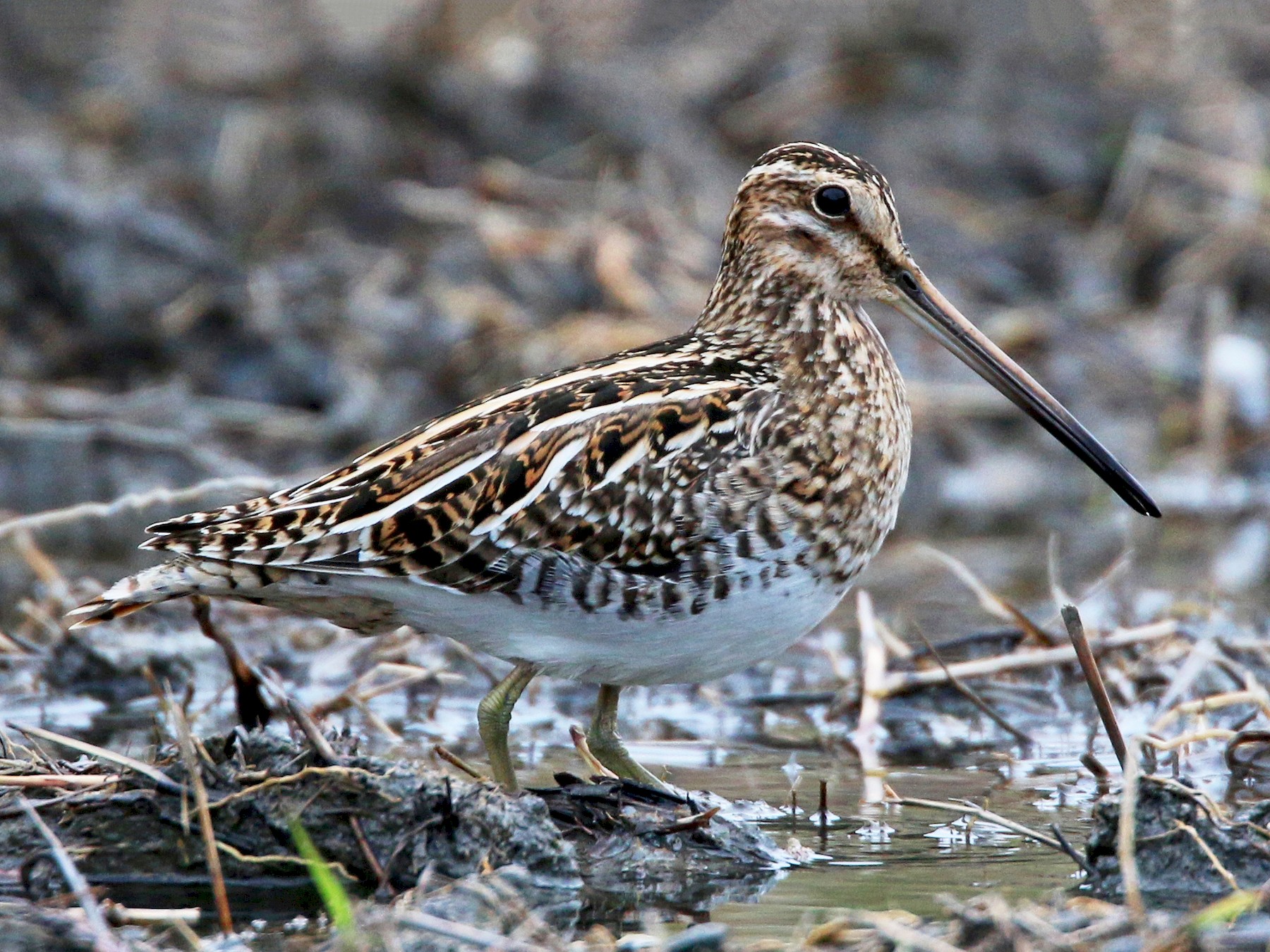 Snipe